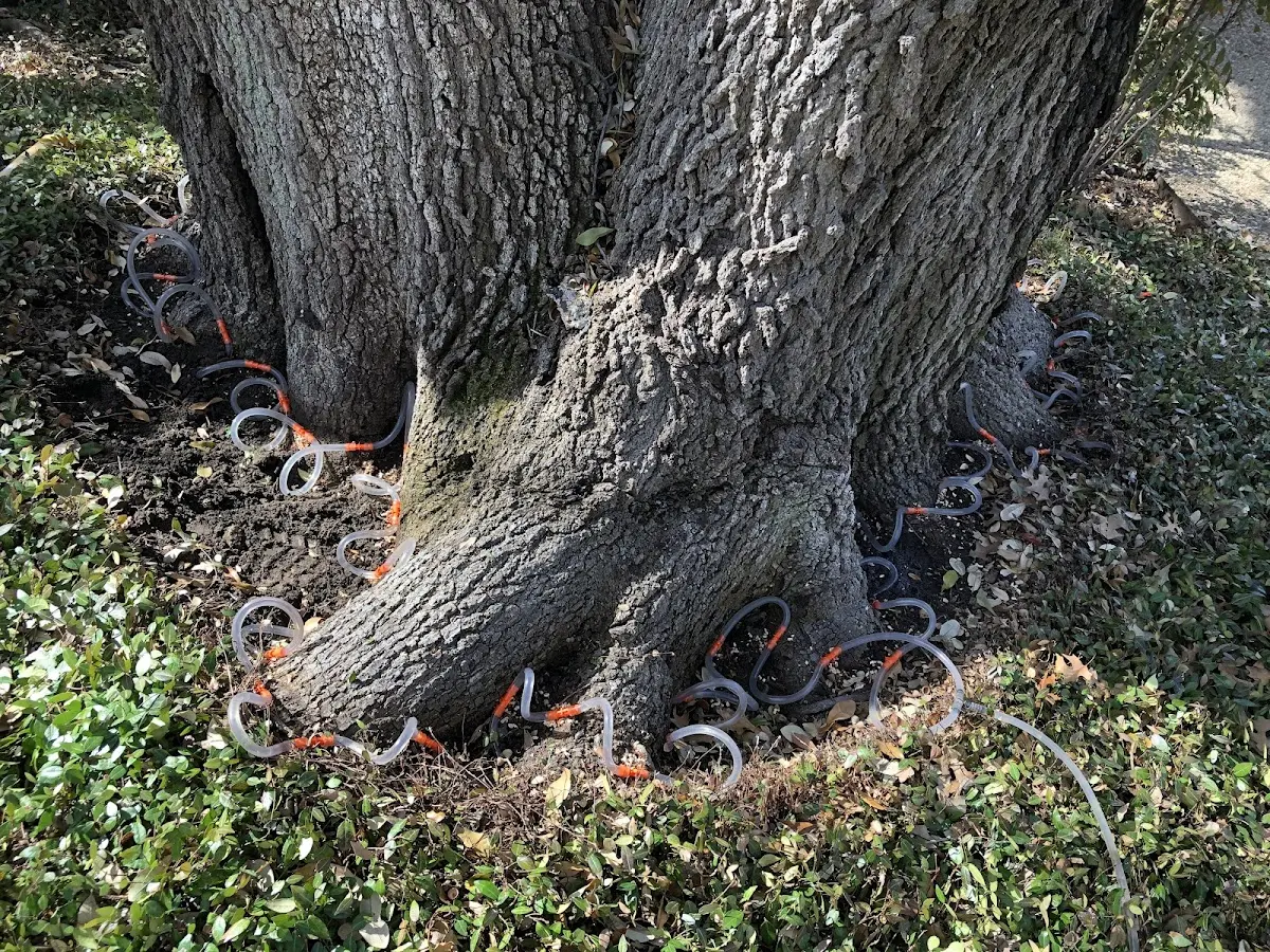 Detailed Tree Cabling and Bracing job site in Swink