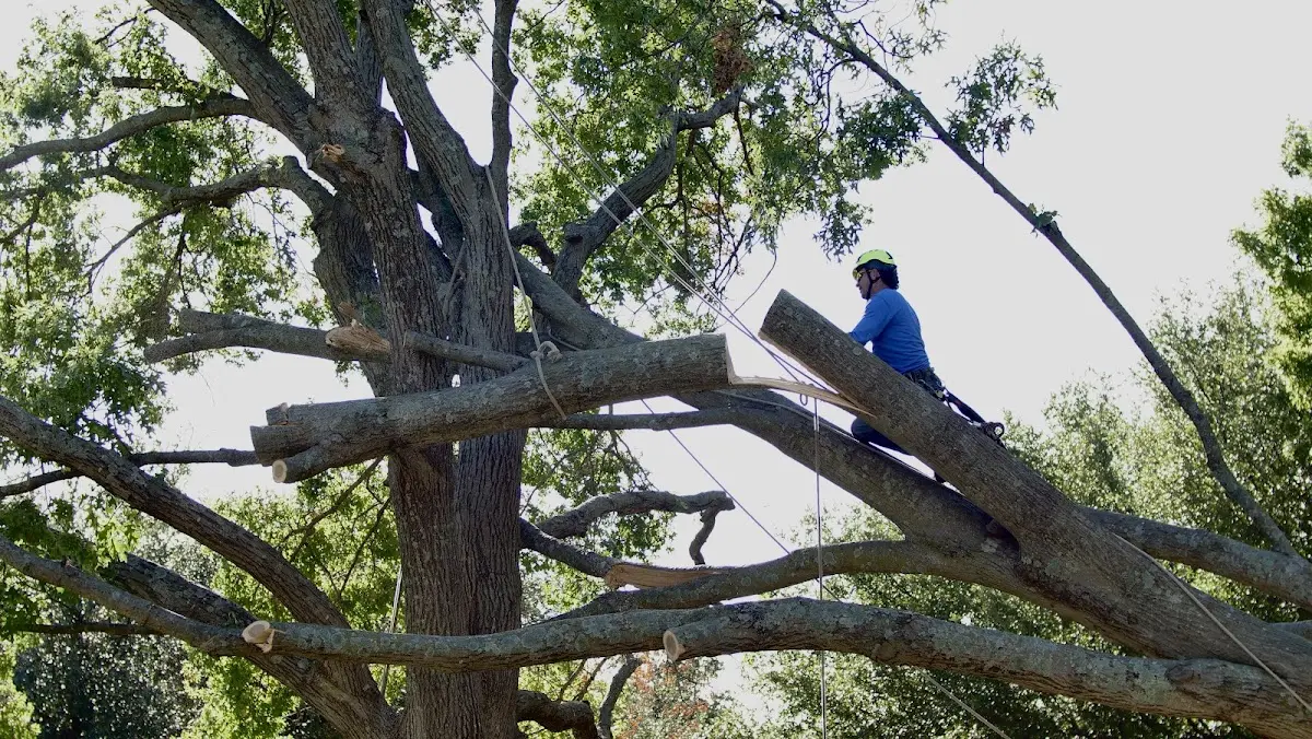 Professional Crown Thinning performed by certified arborists in Swink